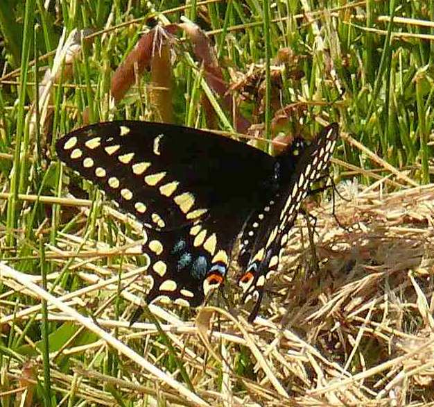 Papilio polyxenes Papilio polyxenes